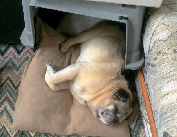 /images/uploads/pug nation rescue of los angeles/pugnation2020/entries/11090thumb.jpg